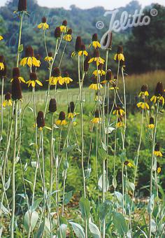 Rudbeckia  maxima